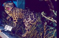 Formosan Clouded Leopard Collection Image, Figure 2, Total 29 Figures